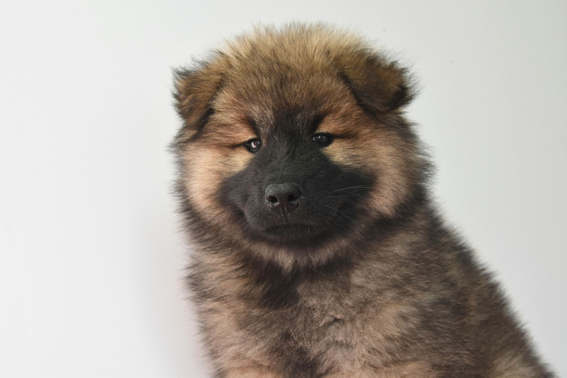 Chow Chow Puppy | Fawn Color in Gangtok