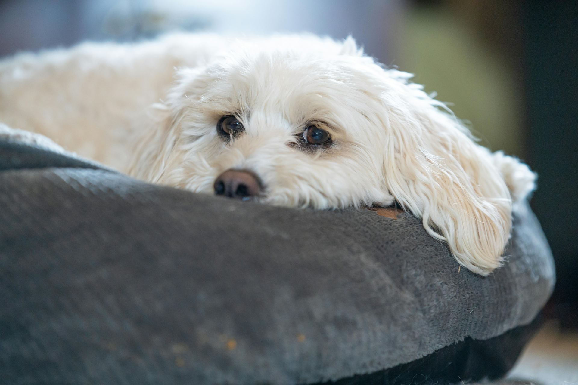 Bichon Frise Puppy in Gangtok