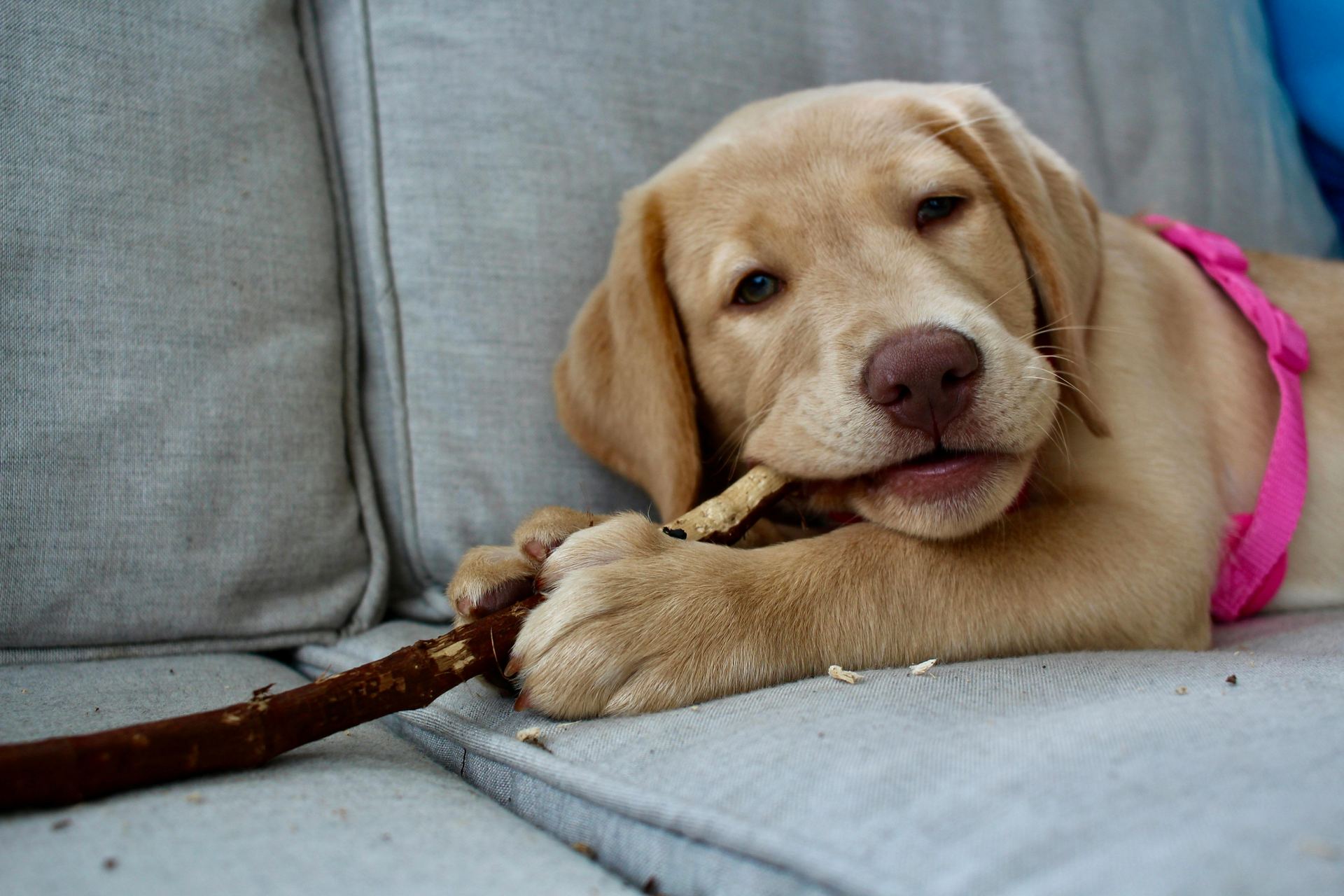 Labrador Retriever Puppy | Fawn Color in Gangtok