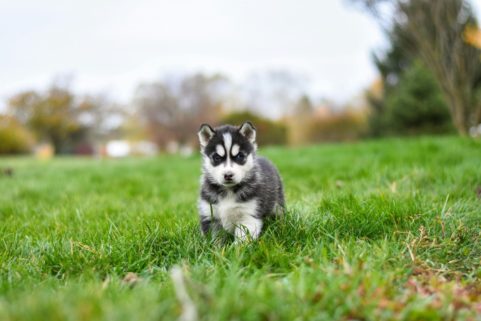 Siberian Husky Puppy | Black & White Color in Gangtok