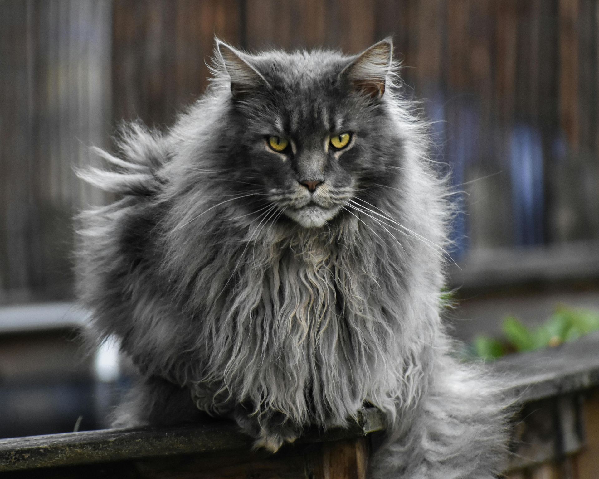 Maine Coon Kitten cat in Anakapalli