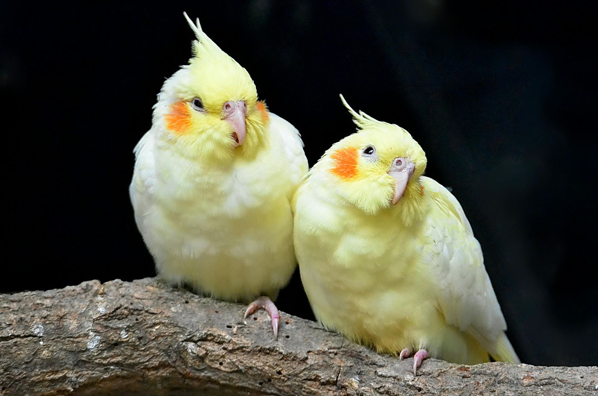 Cockatiel | Lutino bird in Alluri Sitharama Raju