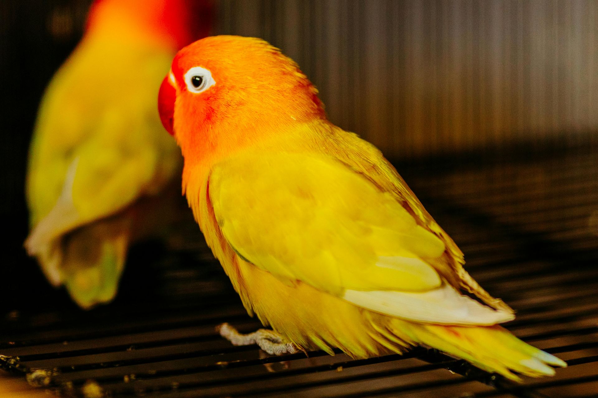 African Love Birds | Yellow & Orange in Chandigarh
