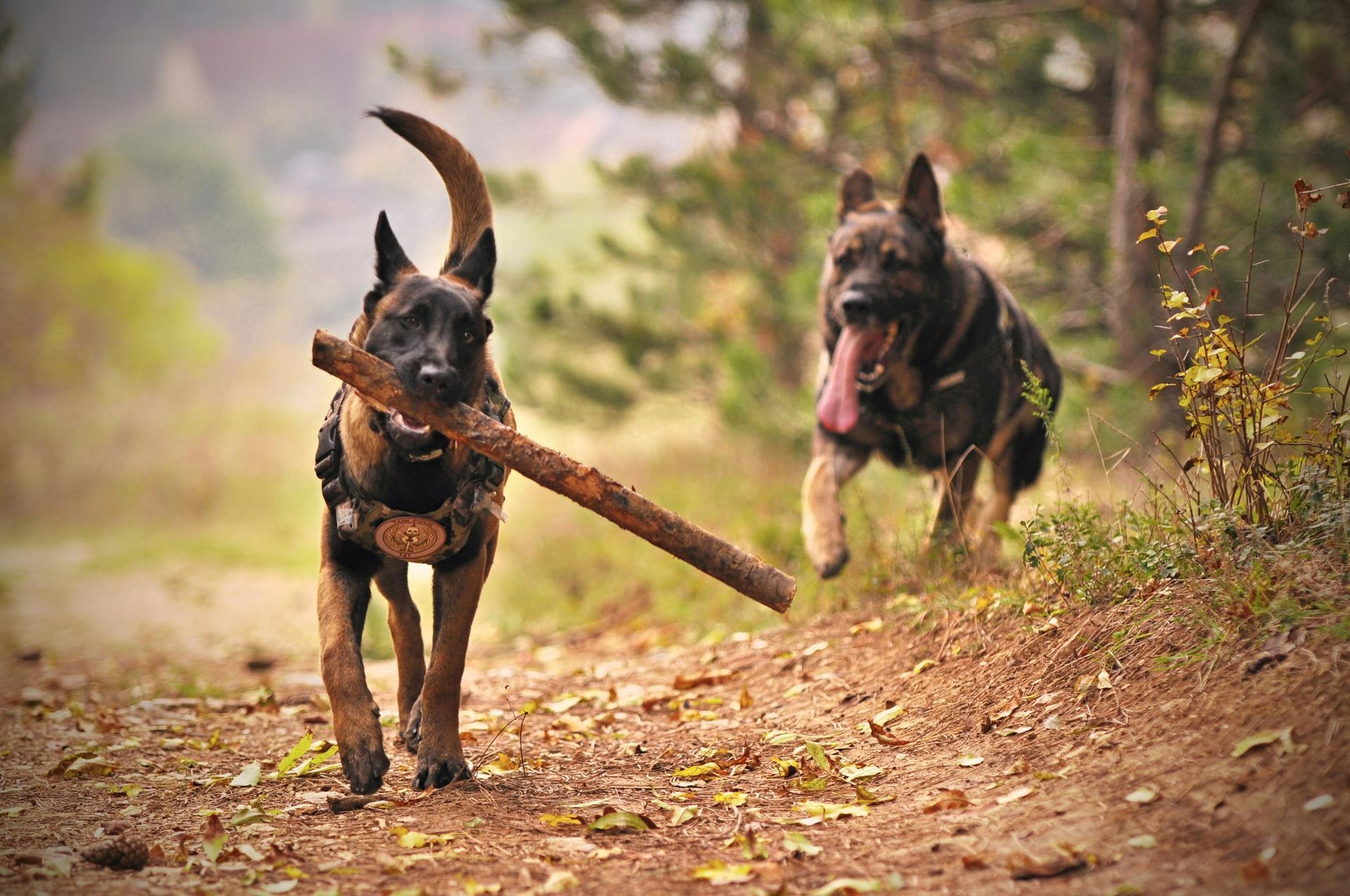 Belgian Malinois Puppy in Gangtok