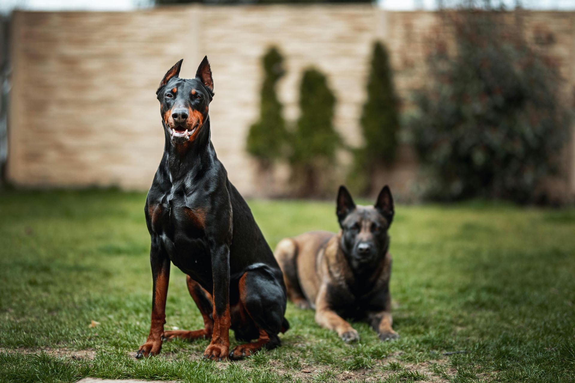 Doberman Pinscher Puppy in Gangtok