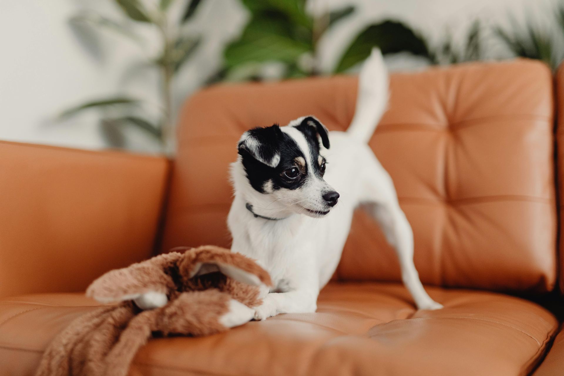 Jack Russell Terrier Puppy in Gangtok