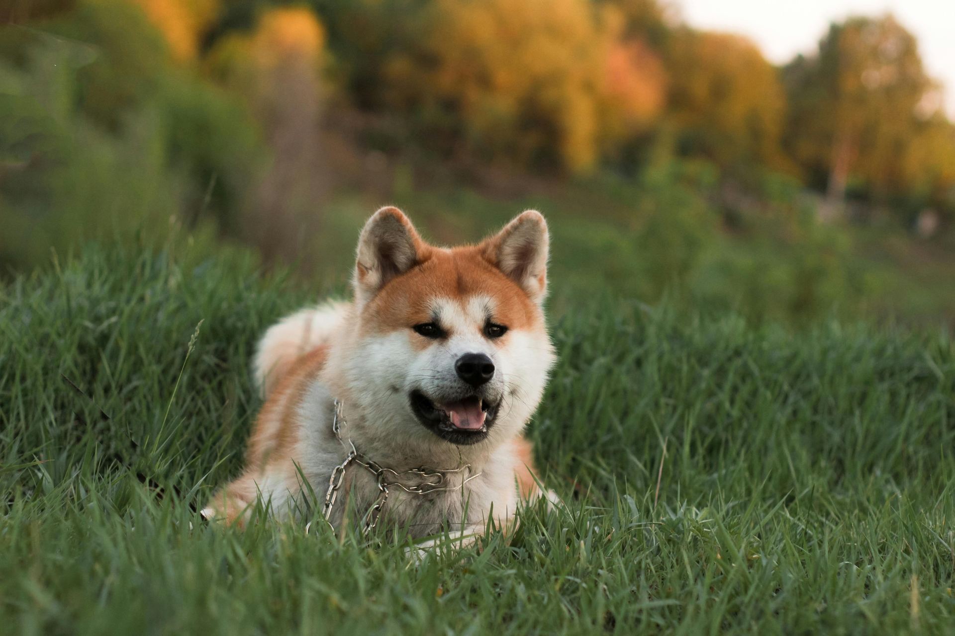 Akita Inu Puppy puppy in Munger