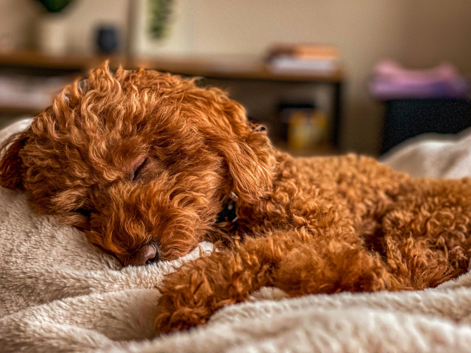 Standard Poodle Puppy puppy or kitten in Koderma - Photo 1