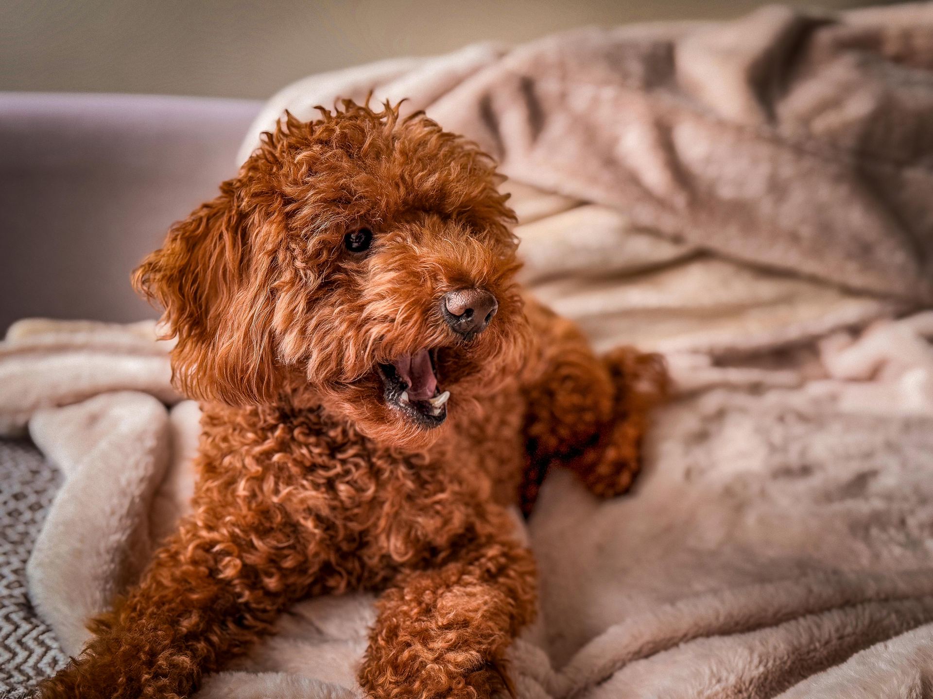 Standard Poodle Puppy in Gangtok