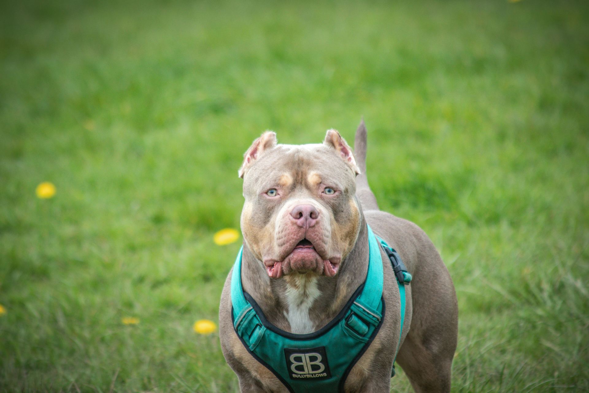 American Bully | Standard Size Puppy available in Alluri Sitharama Raju