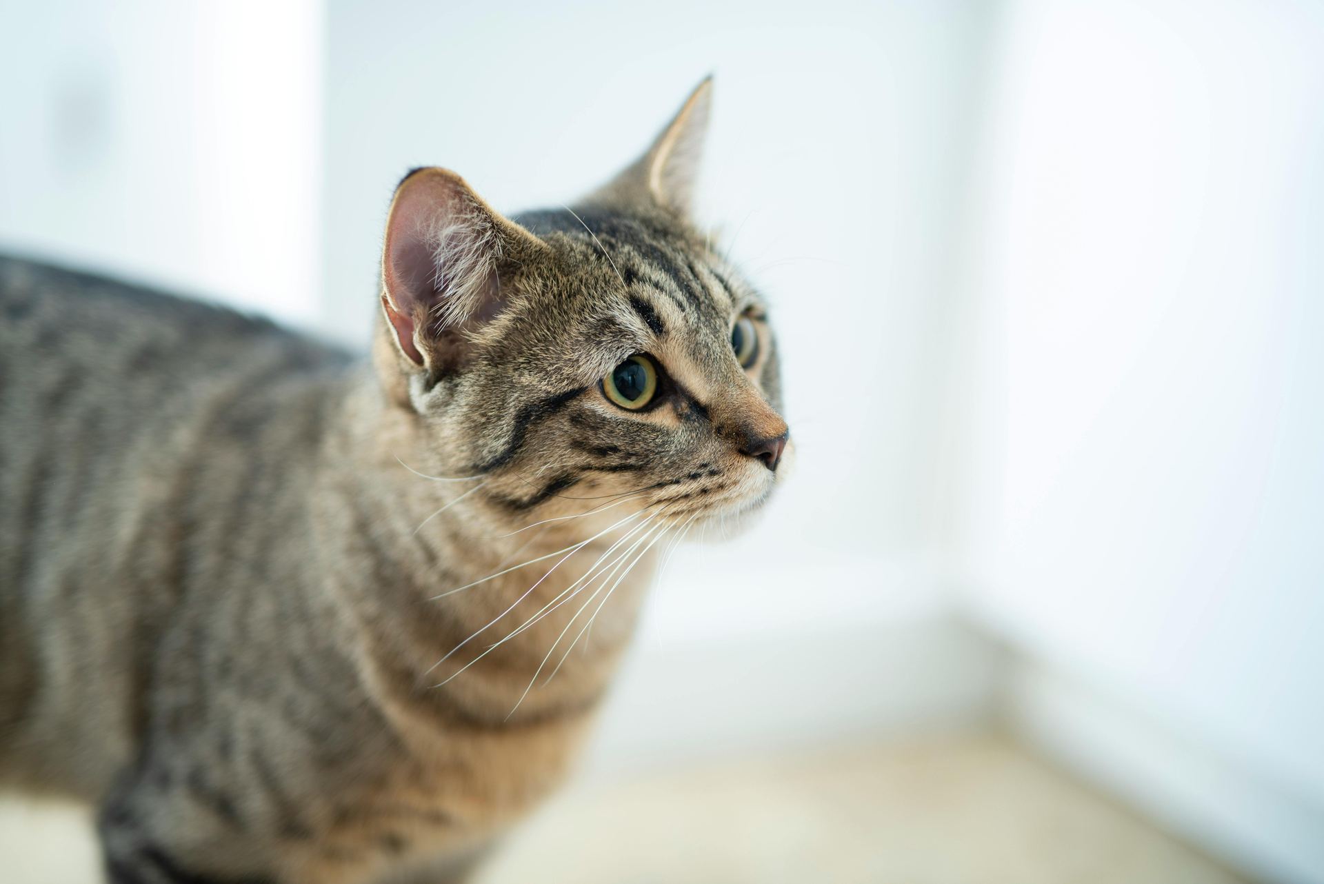 American Short Hair  Kitten in Bagalkote