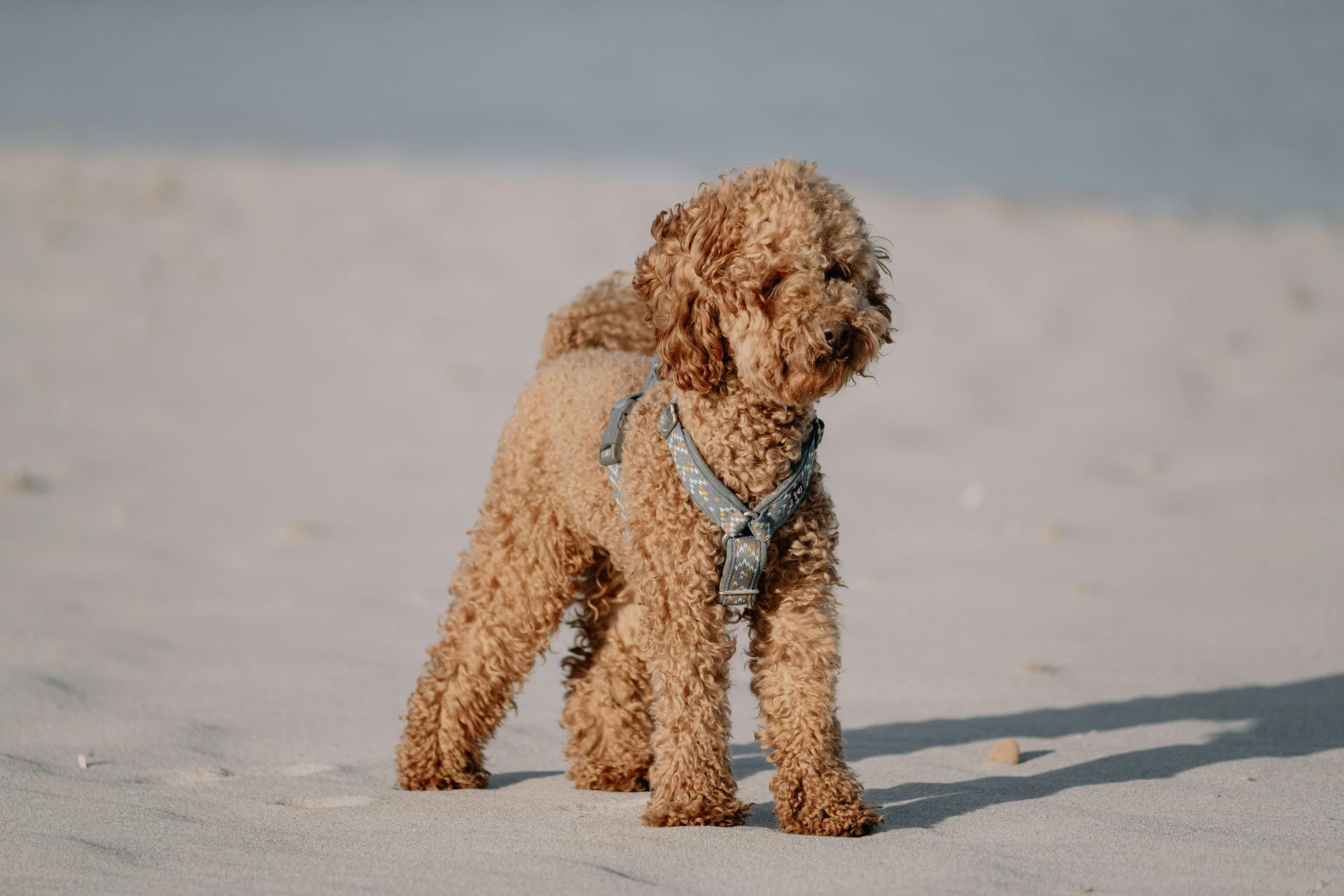 Toy Poodle Puppy in Gangtok