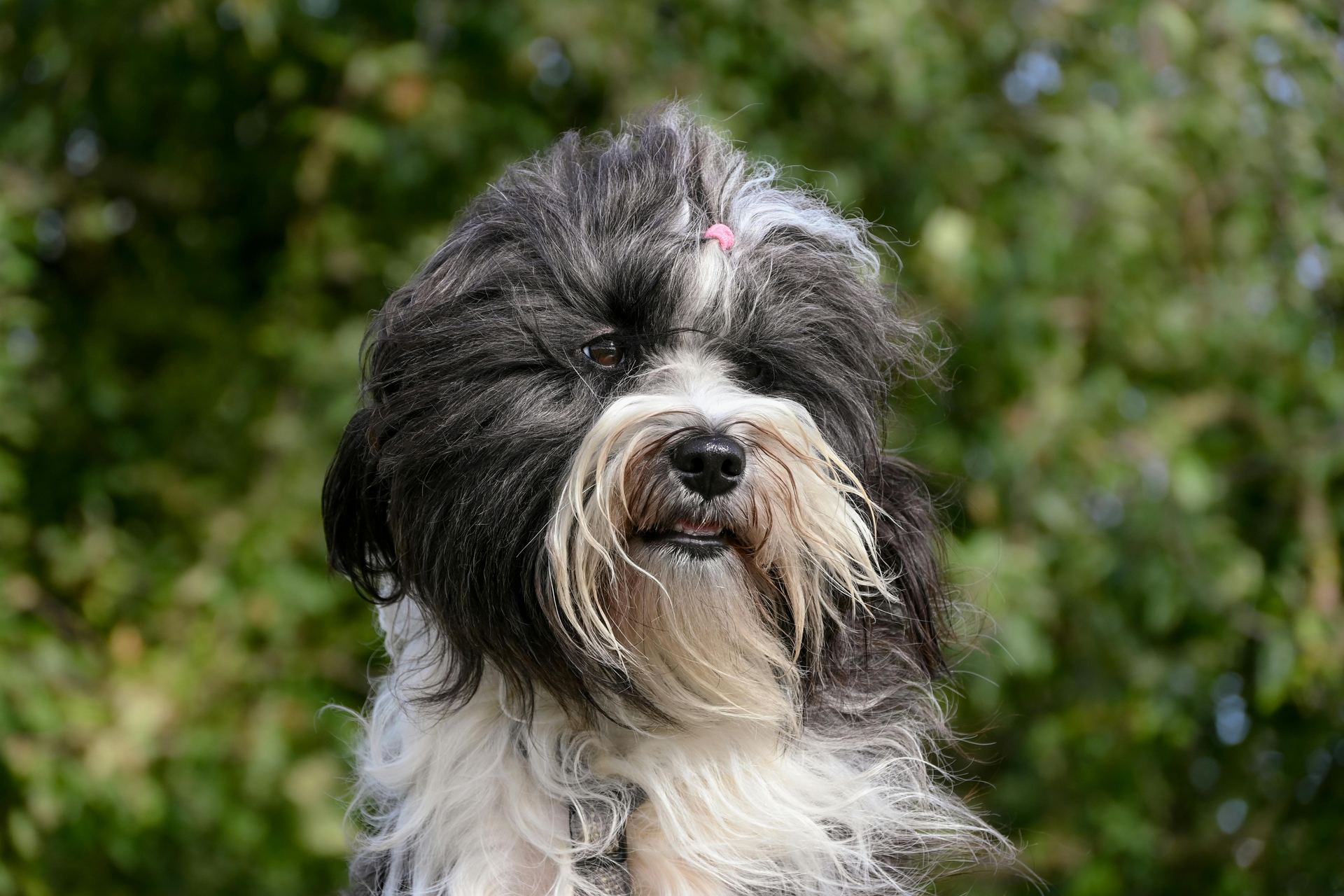 Lhasa Apso Puppies puppy or kitten in Tapi - Photo 1