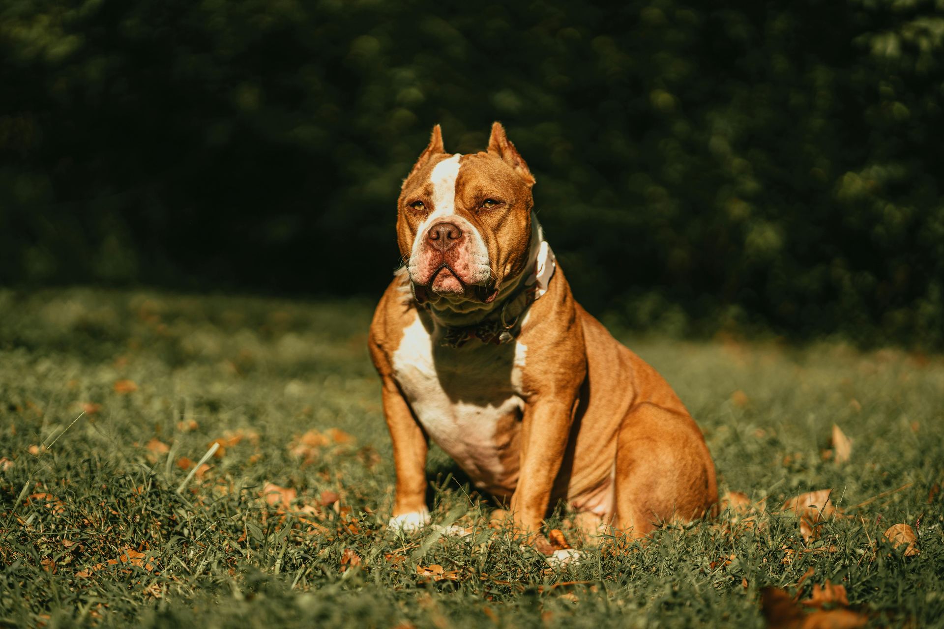 American Bully | Standard Size Puppy puppy in Alluri Sitharama Raju