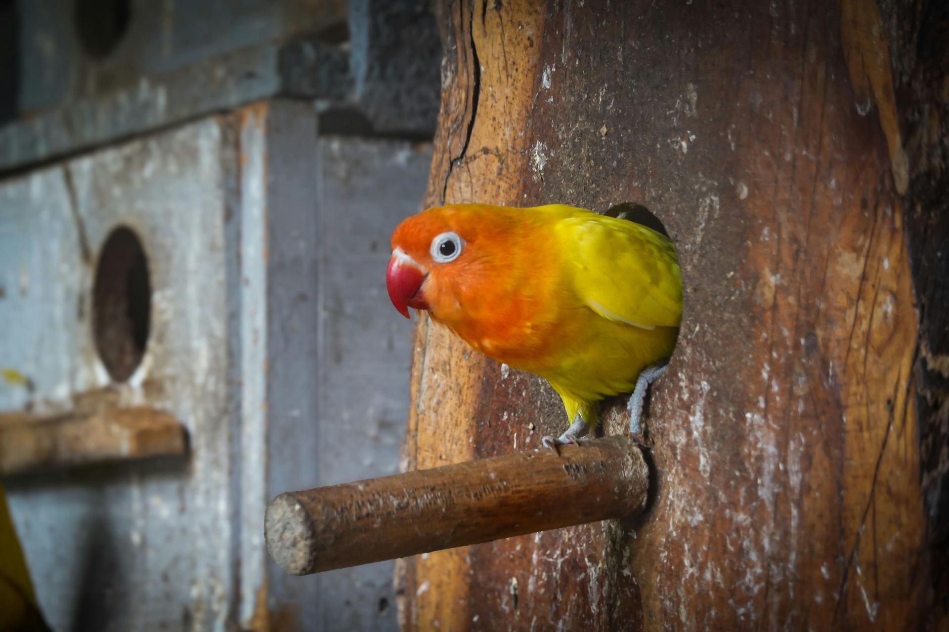 African Love Birds | Yellow & Orange bird in Alluri Sitharama Raju