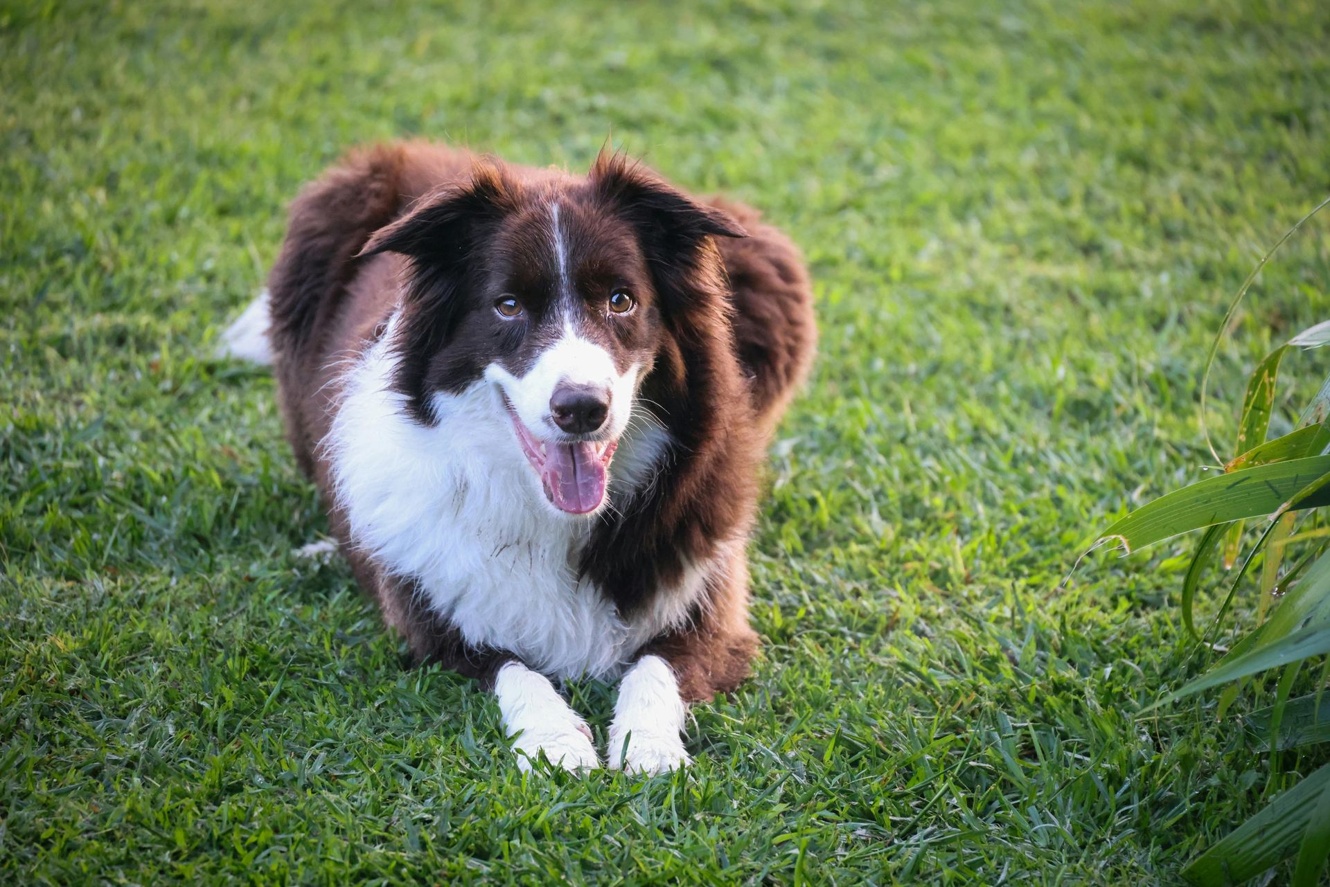 Border Collie Puppy in Gangtok