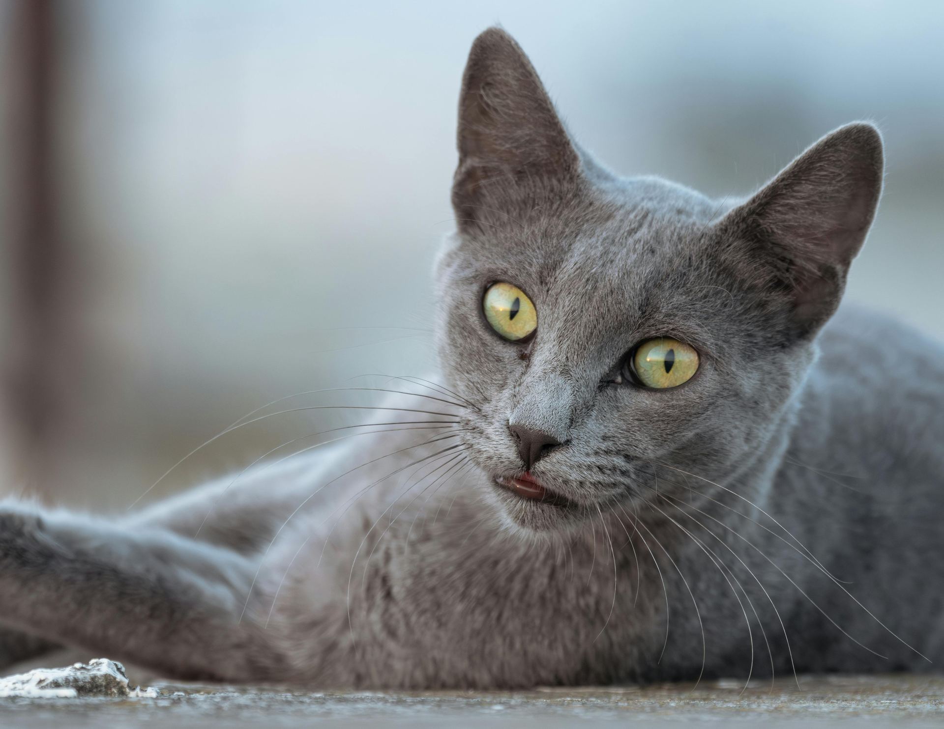 Russian Blue Kitten kitten available in Alluri Sitharama Raju
