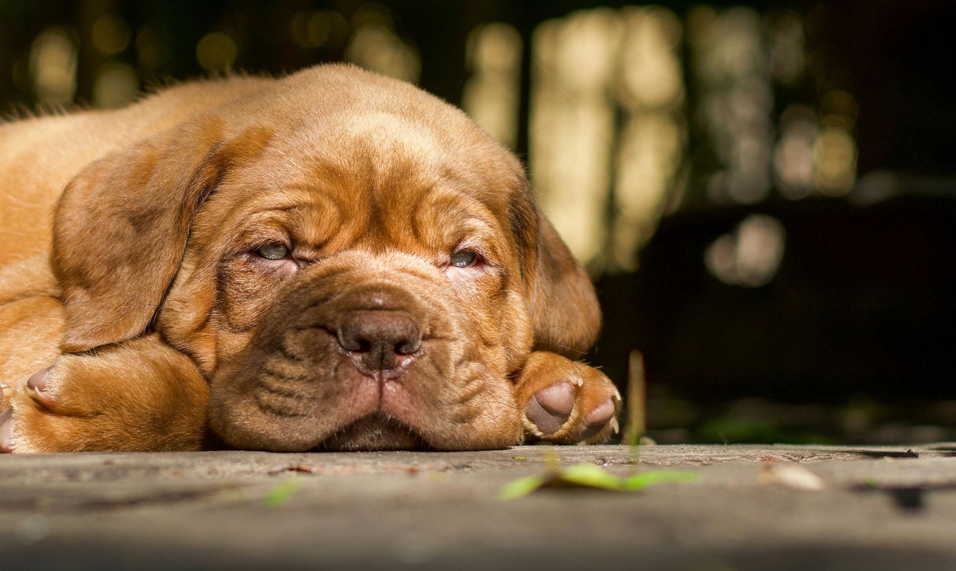 French Mastiff Puppy in Gangtok