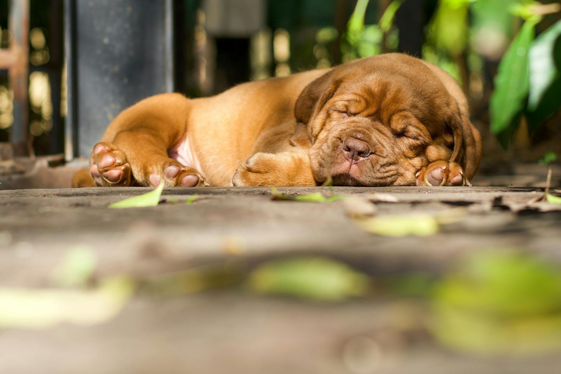 French Mastiff Puppy available in Alluri Sitharama Raju