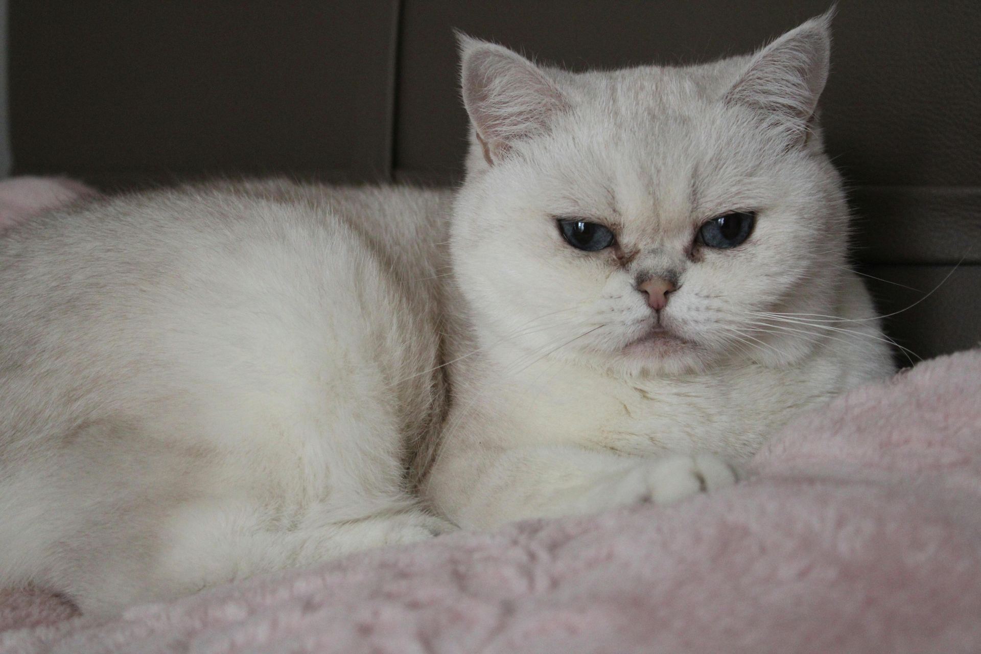 Buy Exotic Short Hair Kittens in Alluri Sitharama Raju