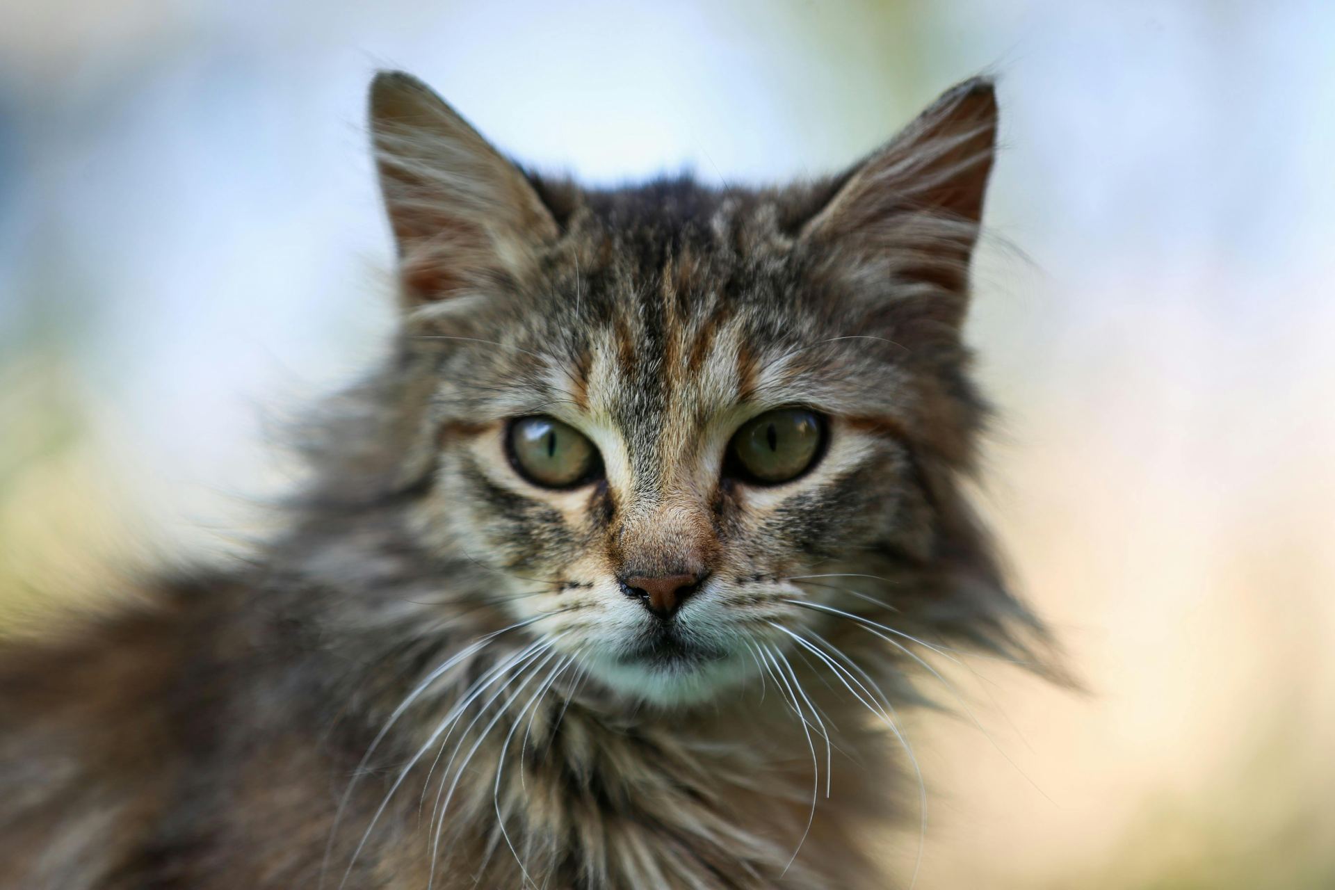 Buy Siberian Kitten in Alluri Sitharama Raju