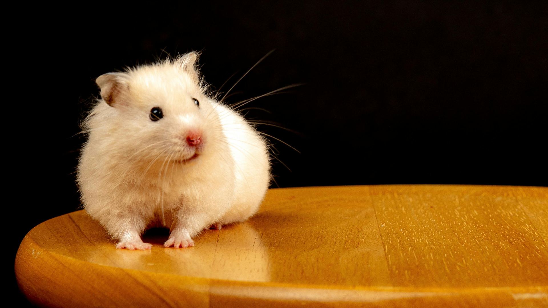 Hamsters small pet in Anakapalli