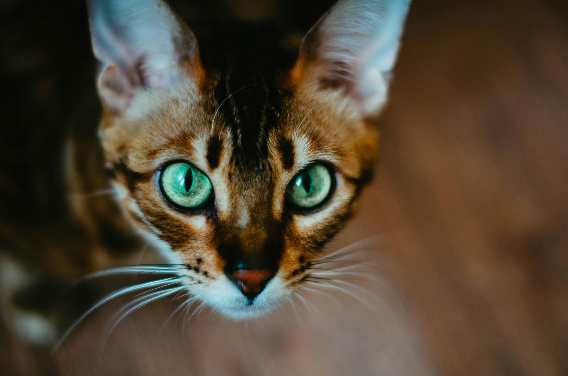 Buy Bengal Kittens in Anakapalli