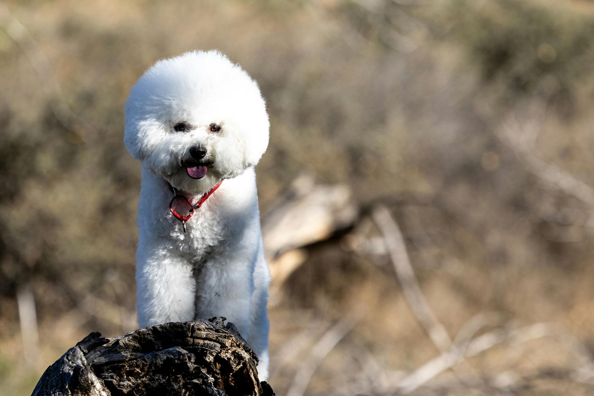 Bichon Frise Puppy puppy in Alluri Sitharama Raju