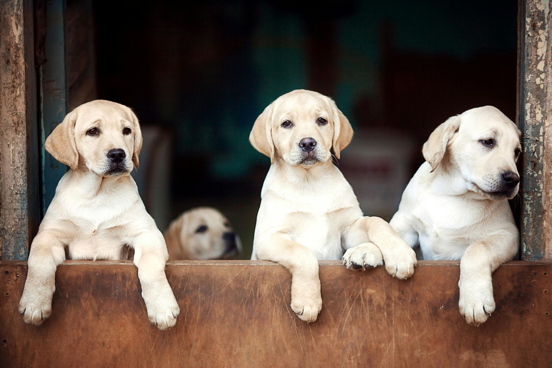 Labrador Retriever Puppy | White Color available in Alluri Sitharama Raju