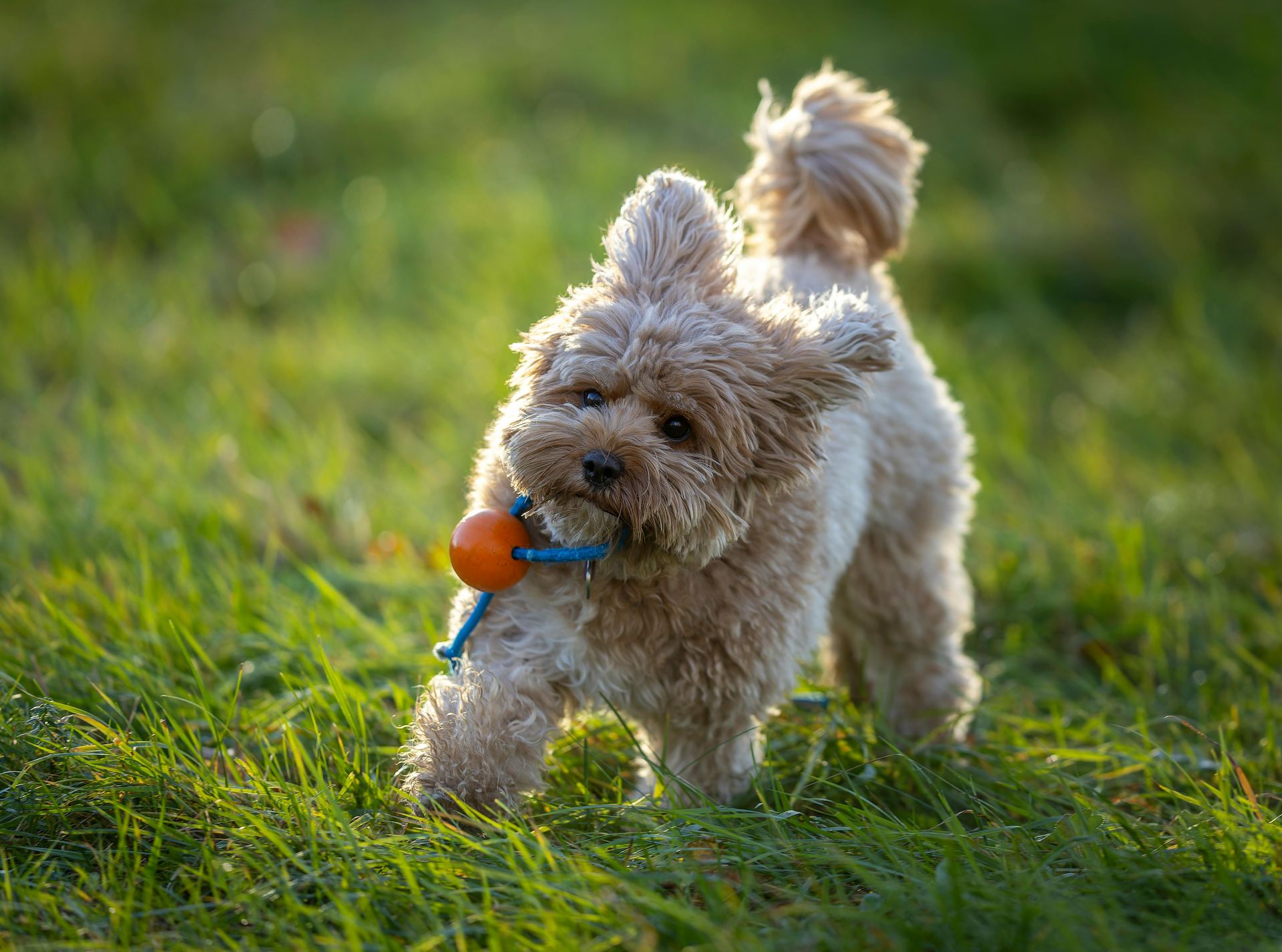 Maltipoo Puppy in Gangtok