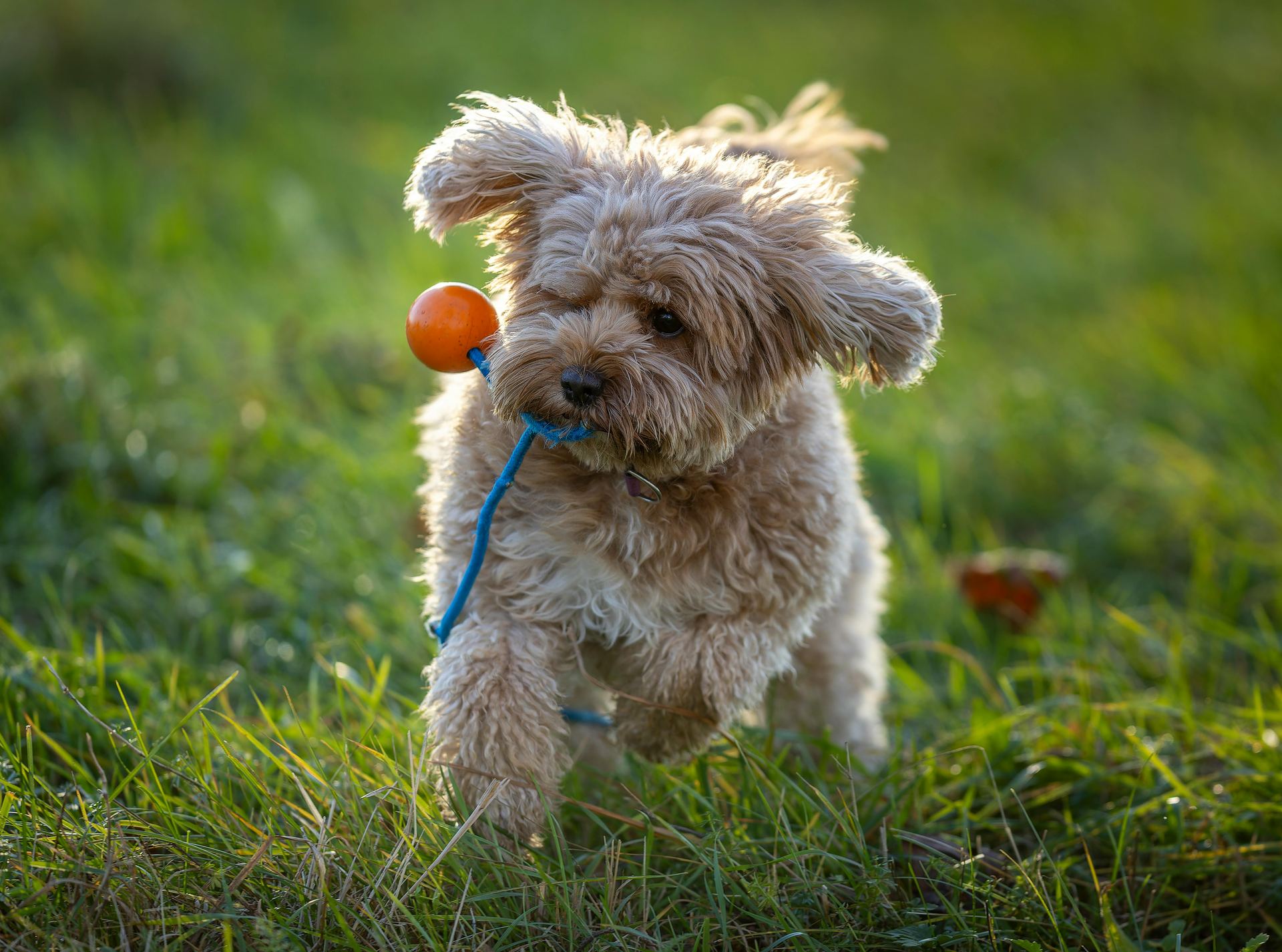 Maltipoo Puppy puppy in Koderma