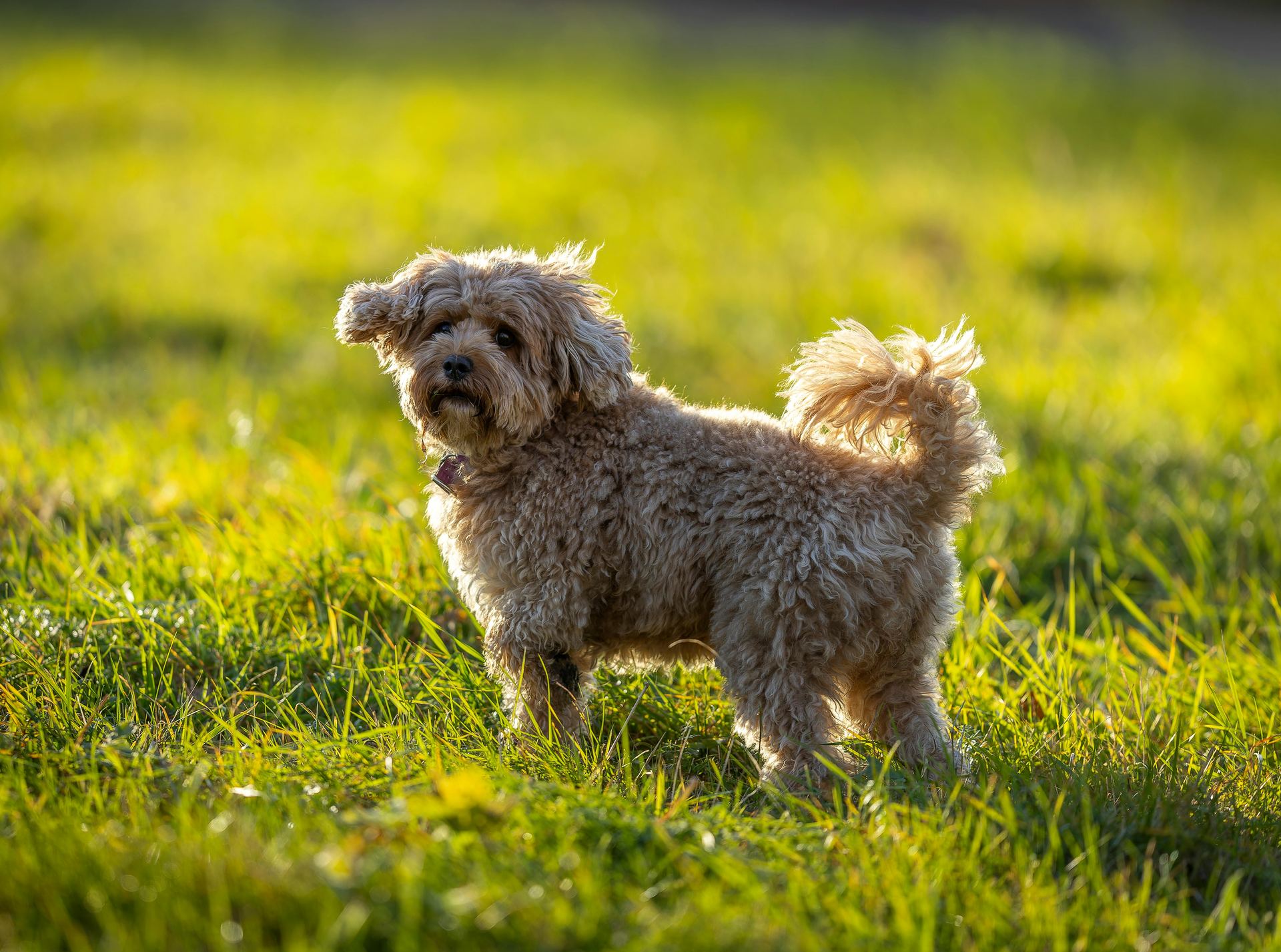 Maltipoo Puppy available in Koderma
