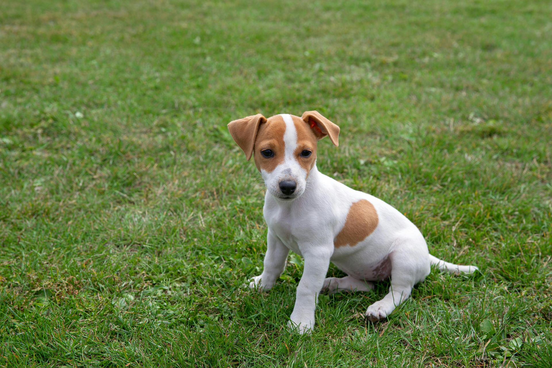 Jack Russell Terrier Puppy breeder in Bareilly - Photo 3