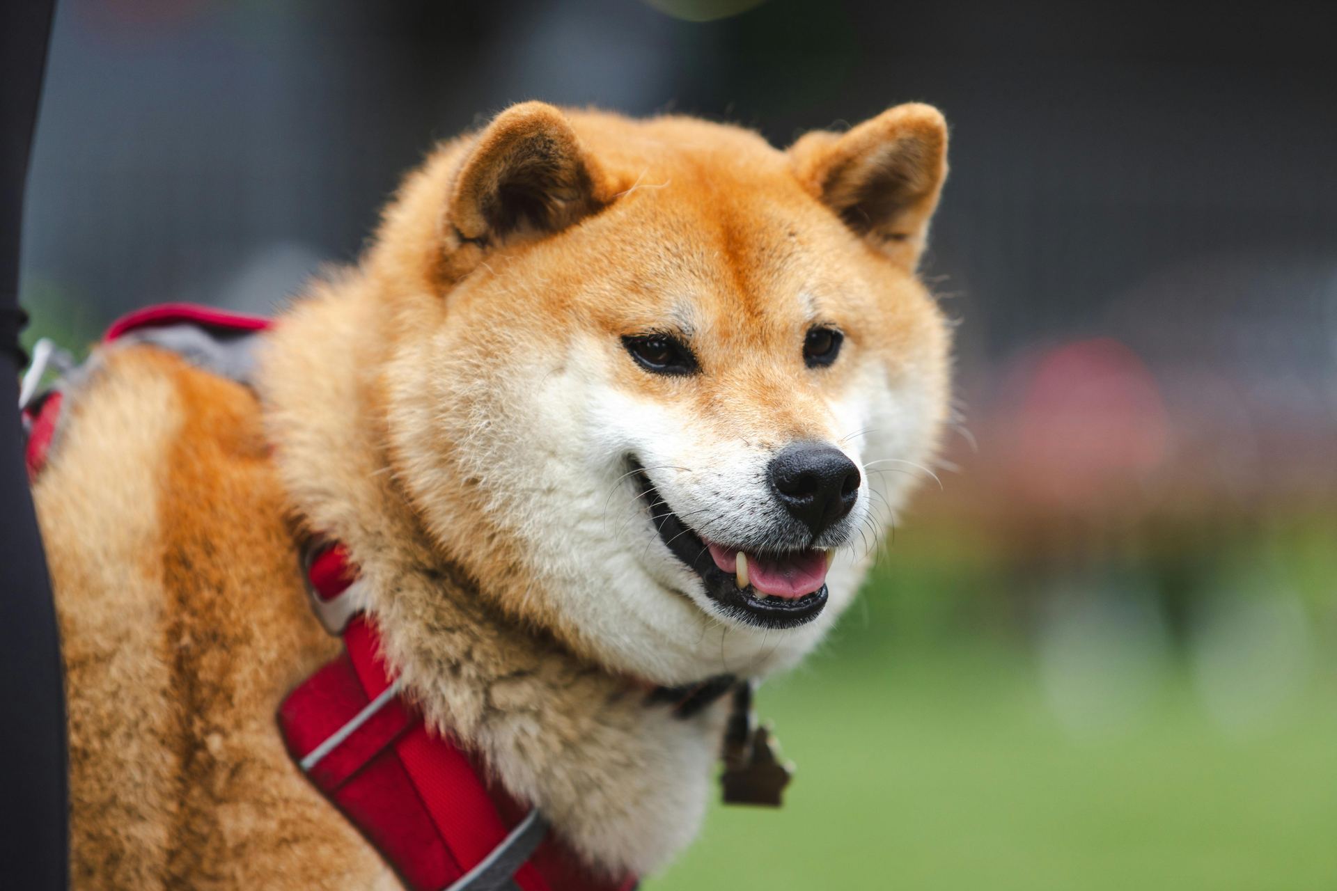 Akita Inu Puppy in Gangtok