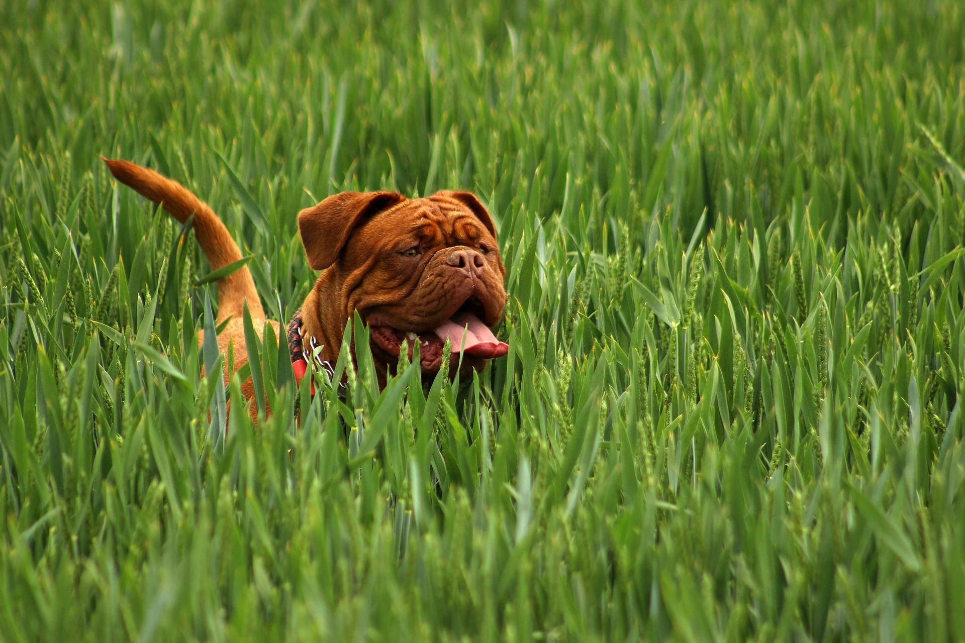French Mastiff Puppy puppy in Alluri Sitharama Raju