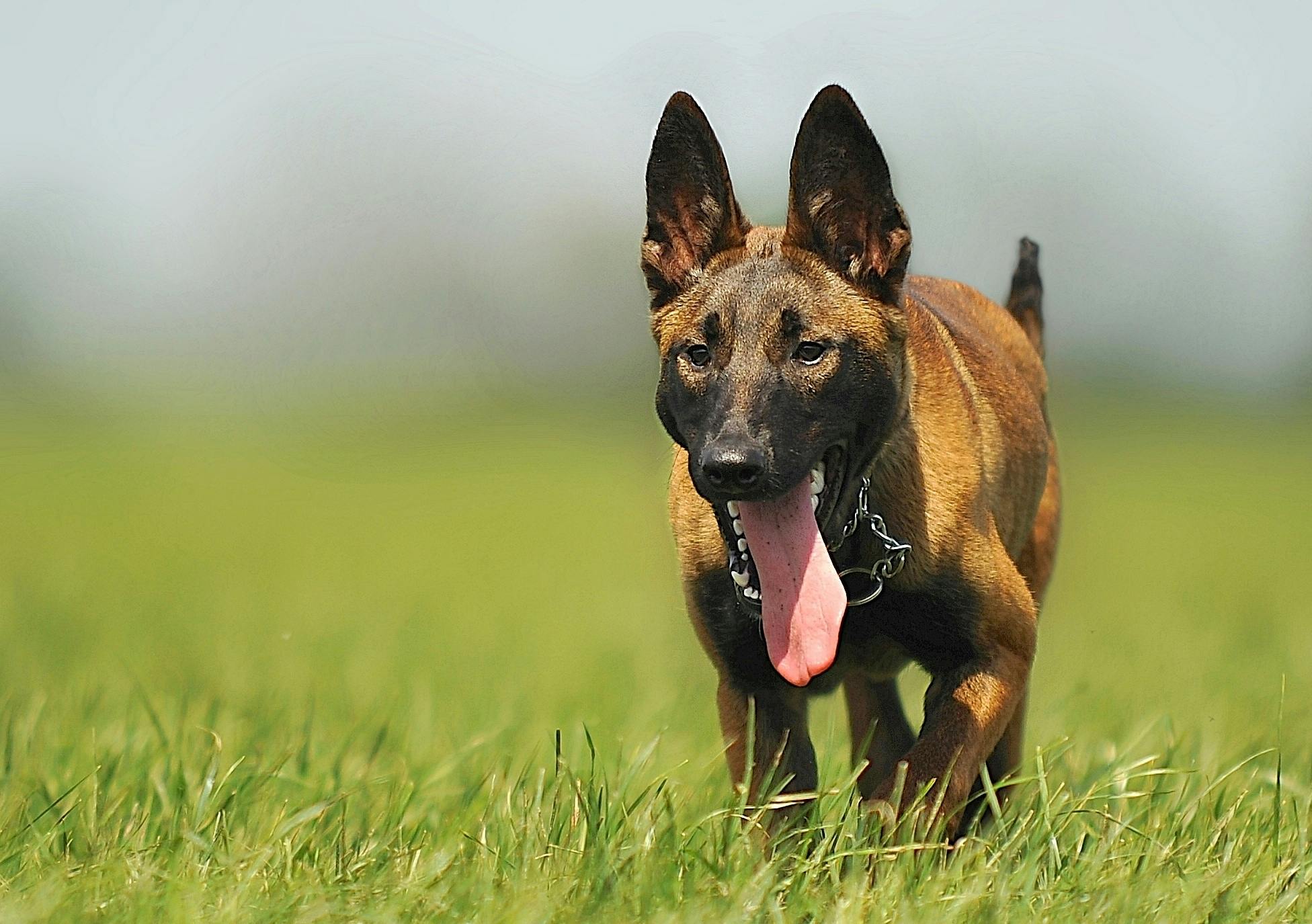 Belgian Malinois Puppy puppy in Koderma