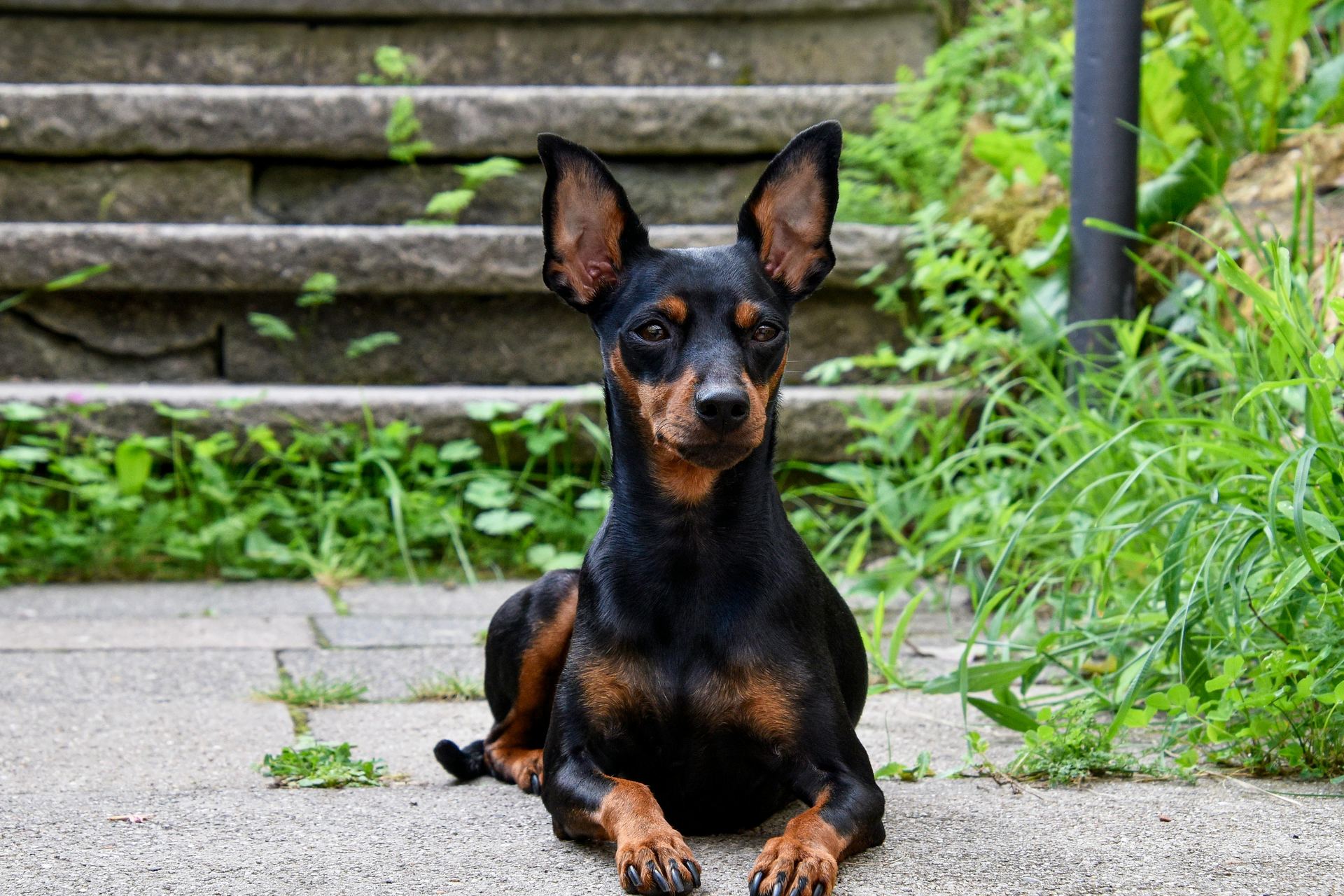 Miniature Pinscher Puppy in Gangtok