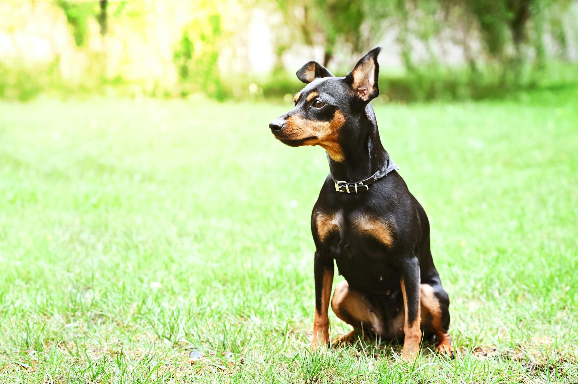 Miniature Pinscher Puppy puppy in Koderma