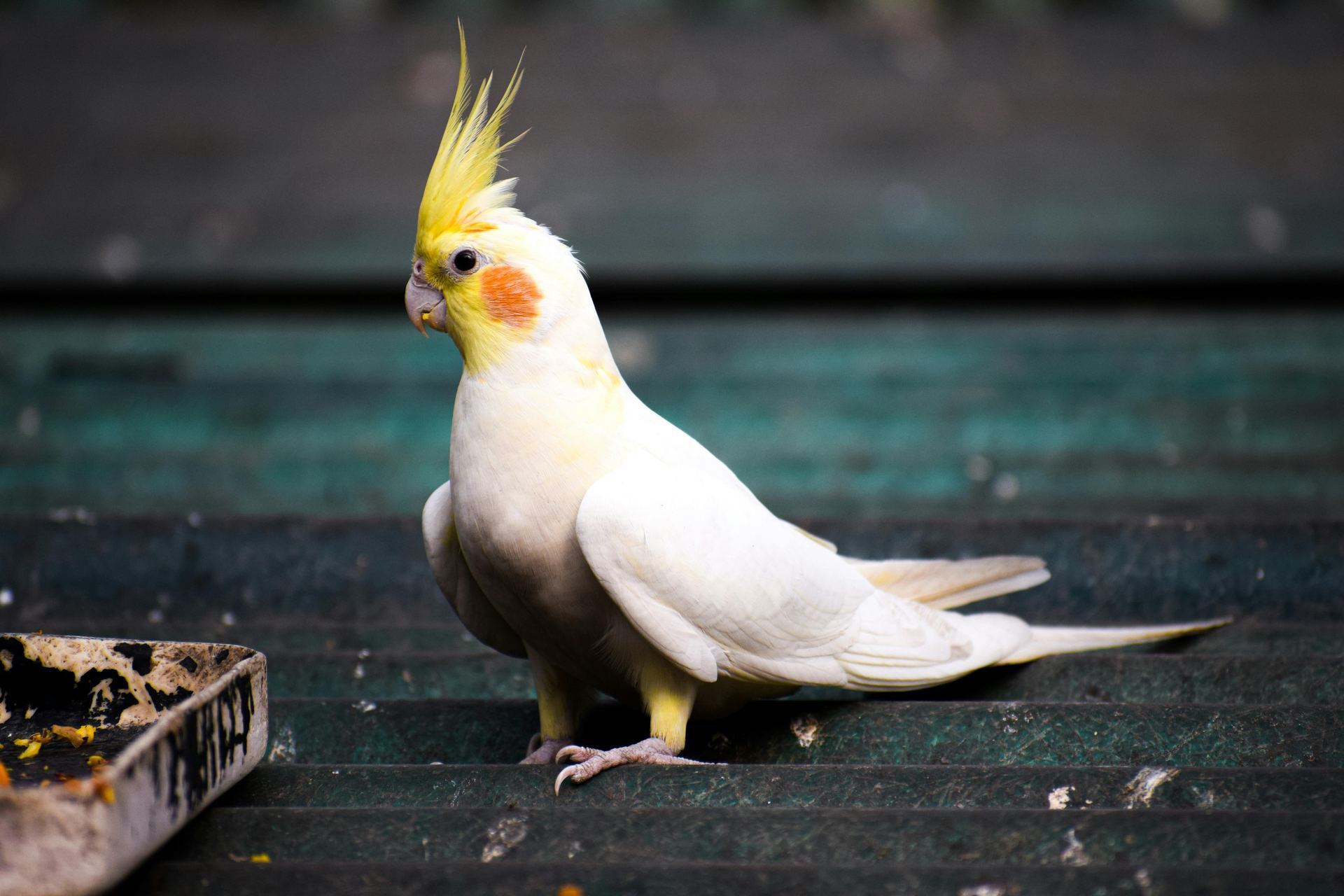 Cockateils bird in Alluri Sitharama Raju