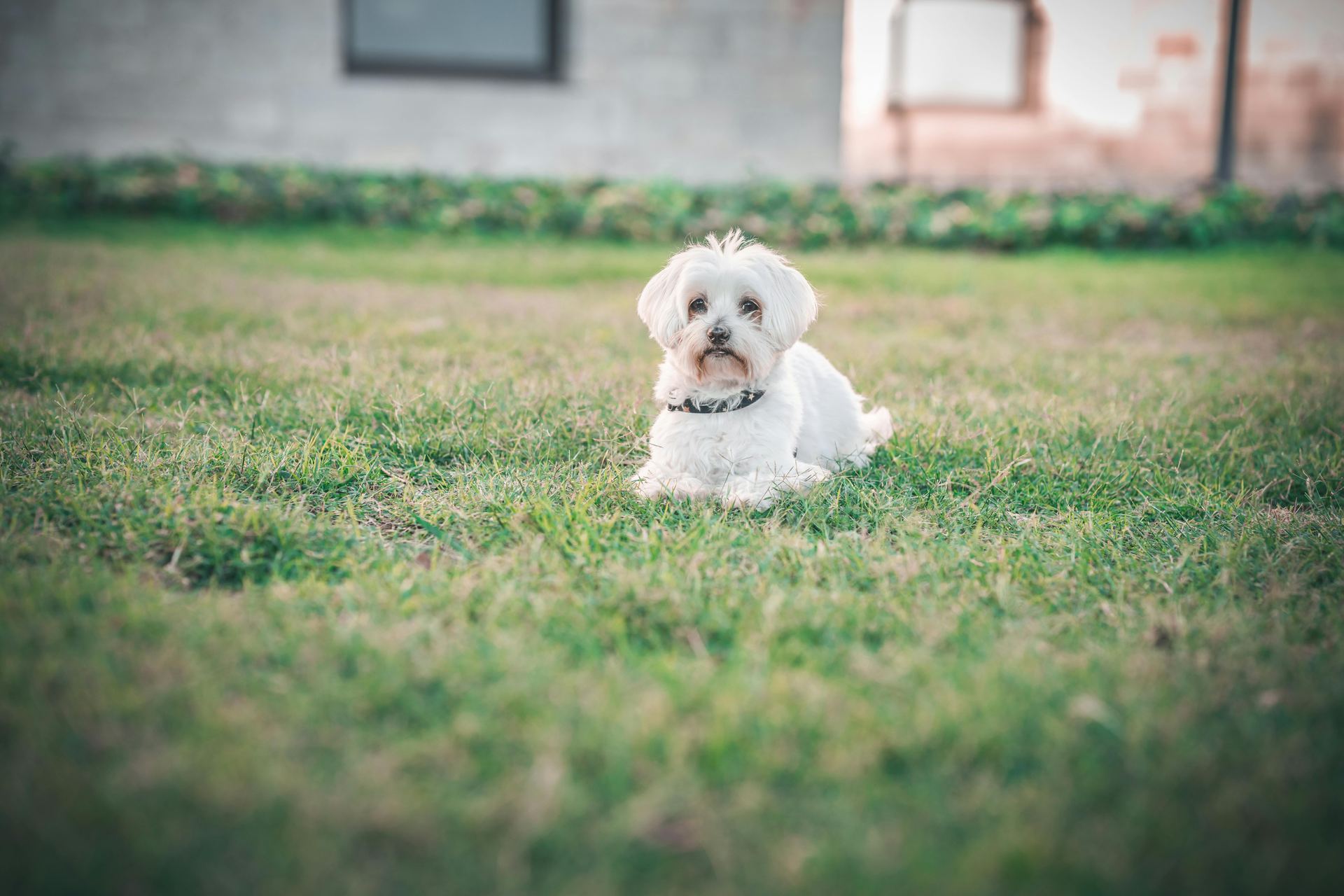 Maltese Puppy | White dog in Rupnagar