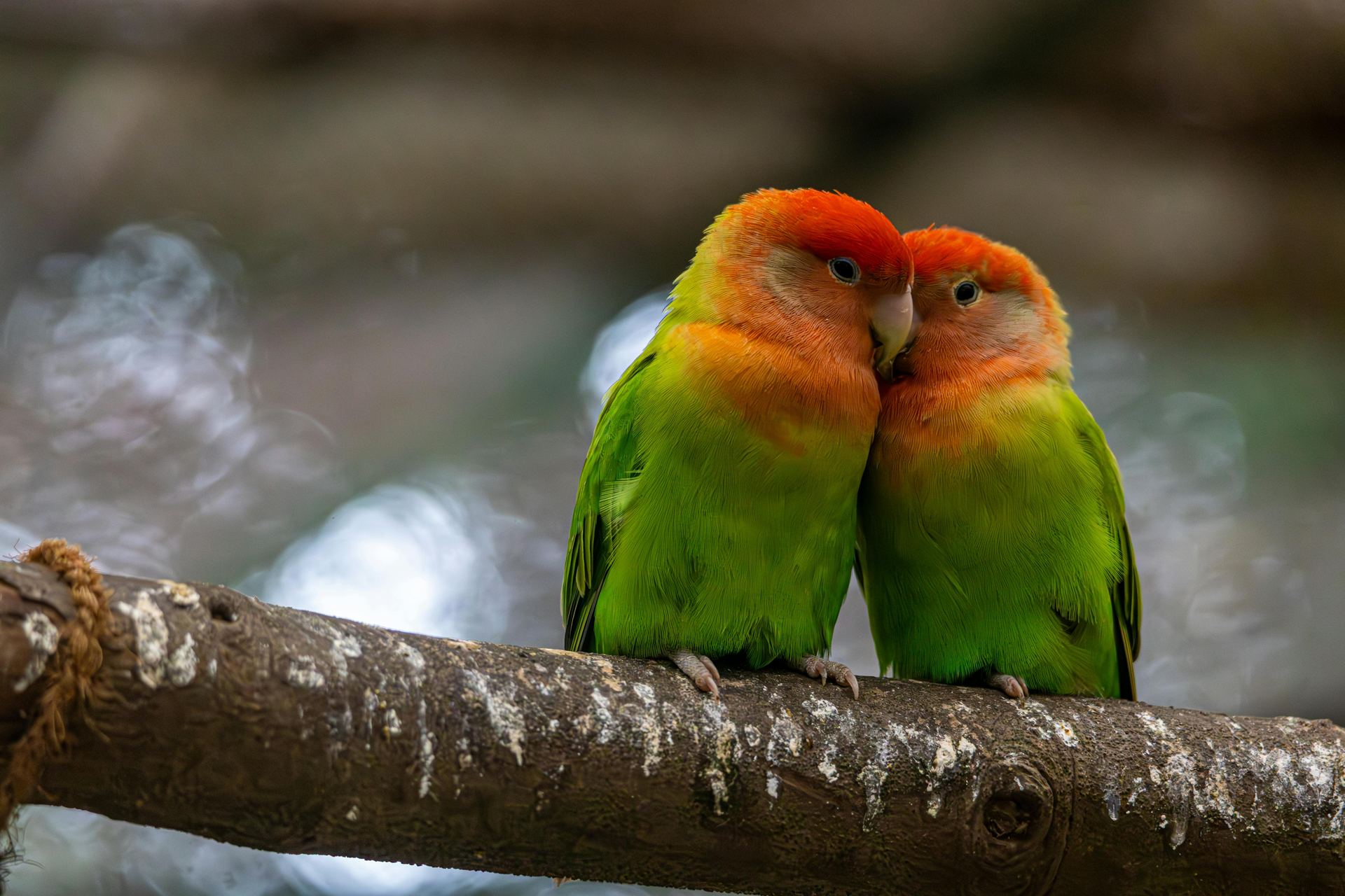 African Love Birds | Peach Face available in Alluri Sitharama Raju