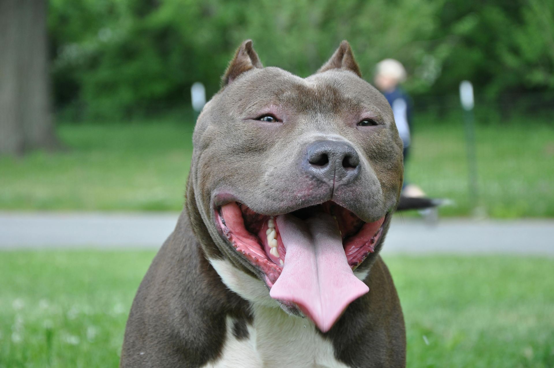 American Bully | Standard Size Puppy in Gangtok