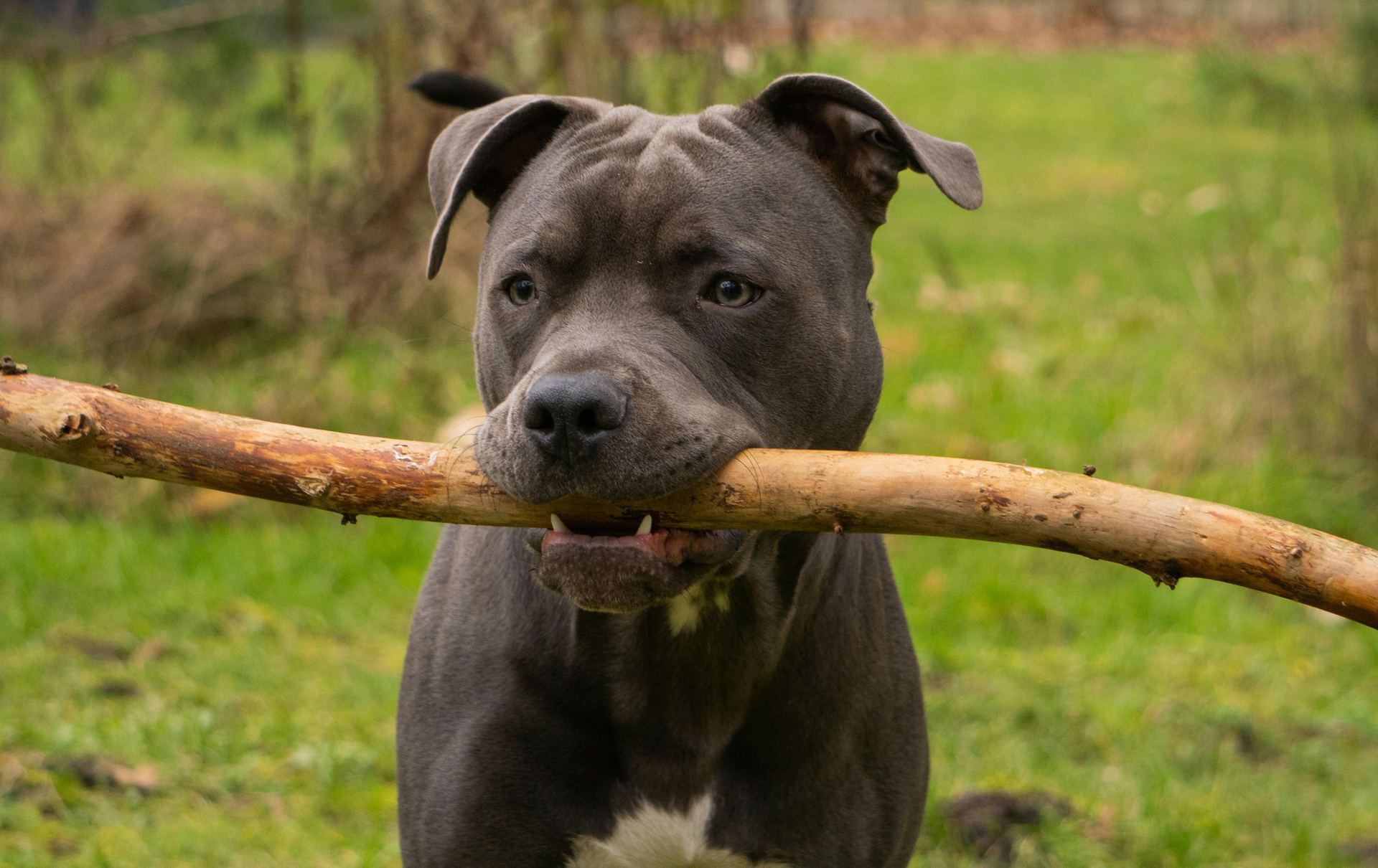 Cane Corso Puppy in Gangtok