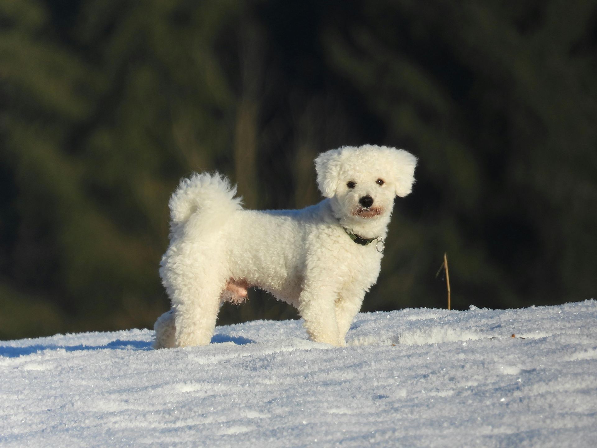 Bichon Frise Puppy dog in Alluri Sitharama Raju