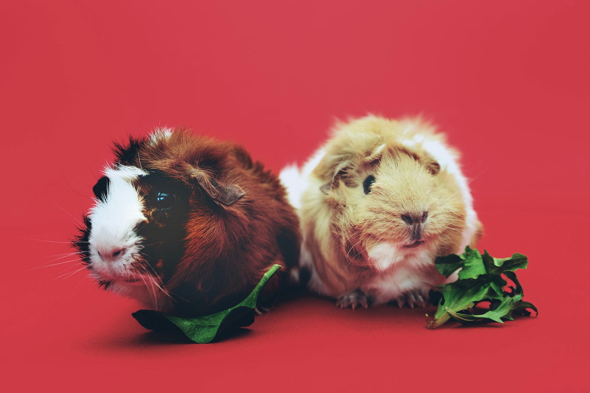 Guinea Pig Babies in Arwal