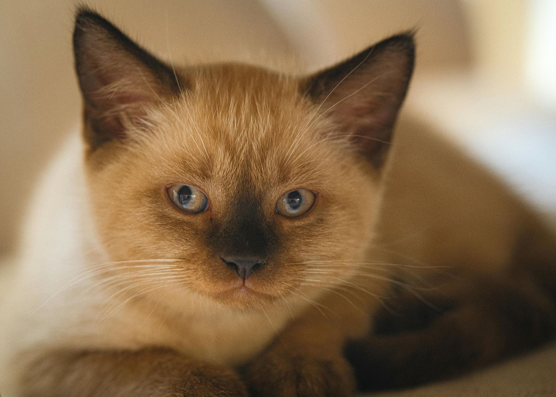 Siamese Kitten kitten available in Alluri Sitharama Raju