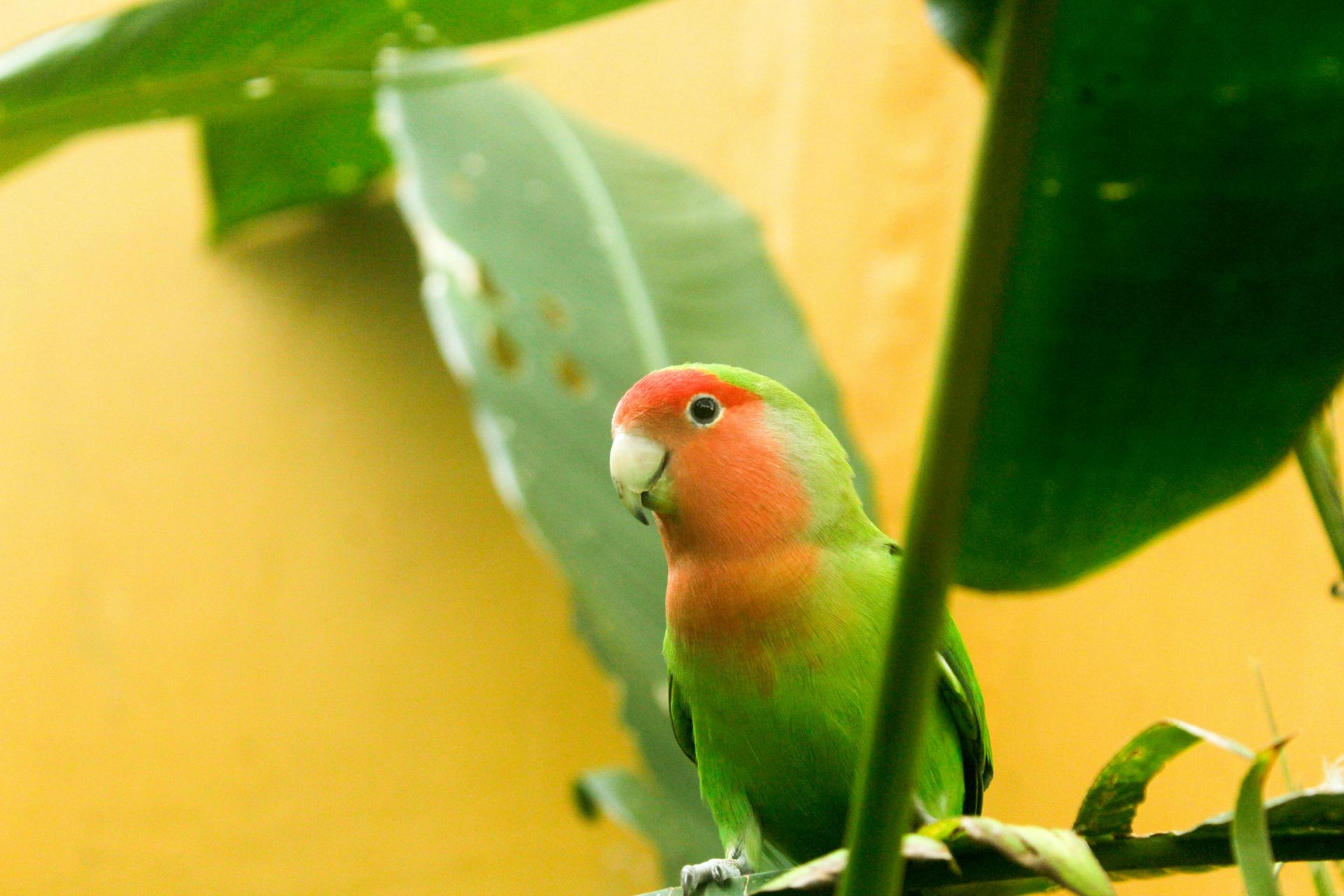 African Love Birds | Peach Face in Chandigarh