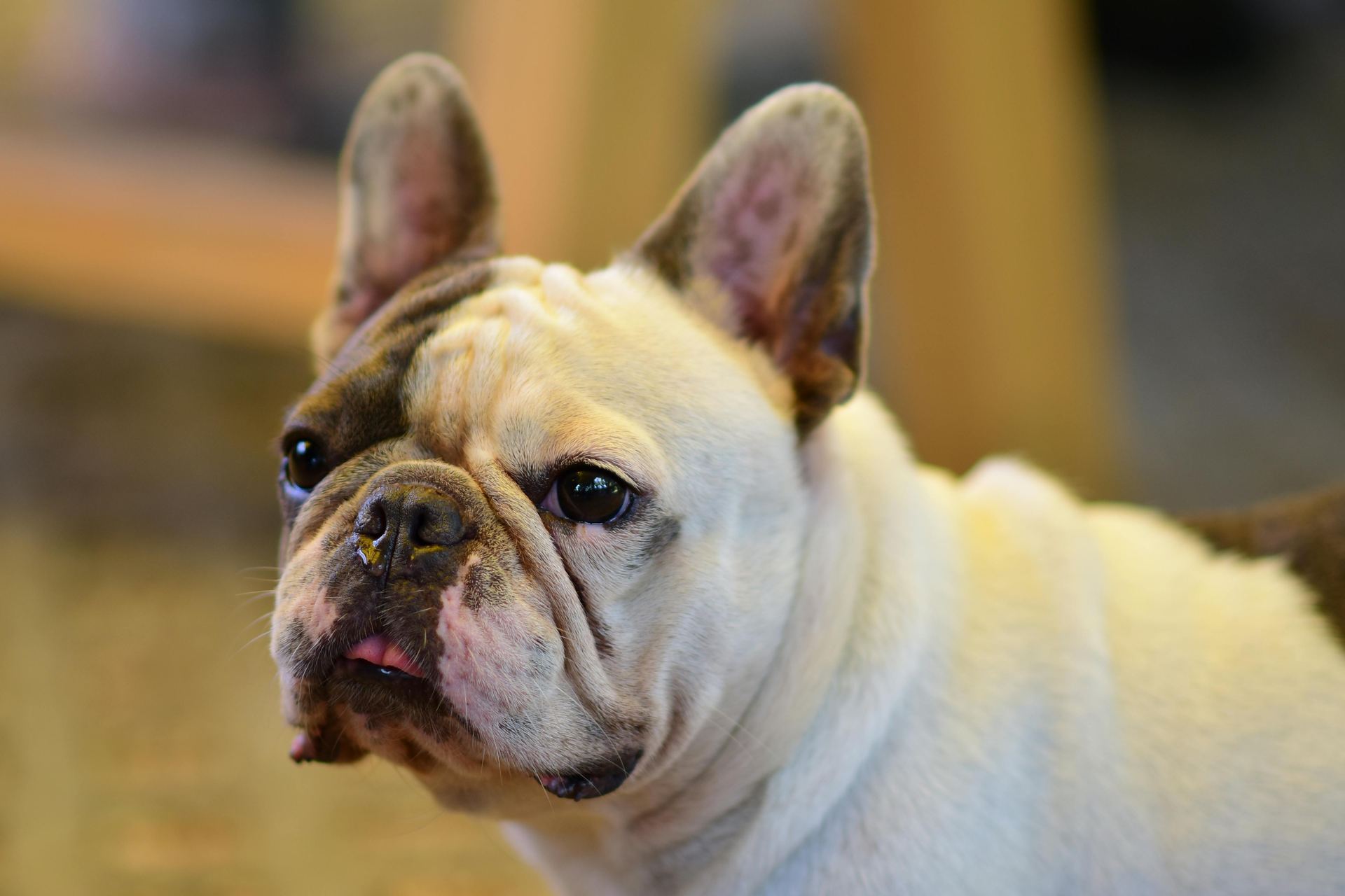 English Bull Dog Puppy puppy in Alluri Sitharama Raju
