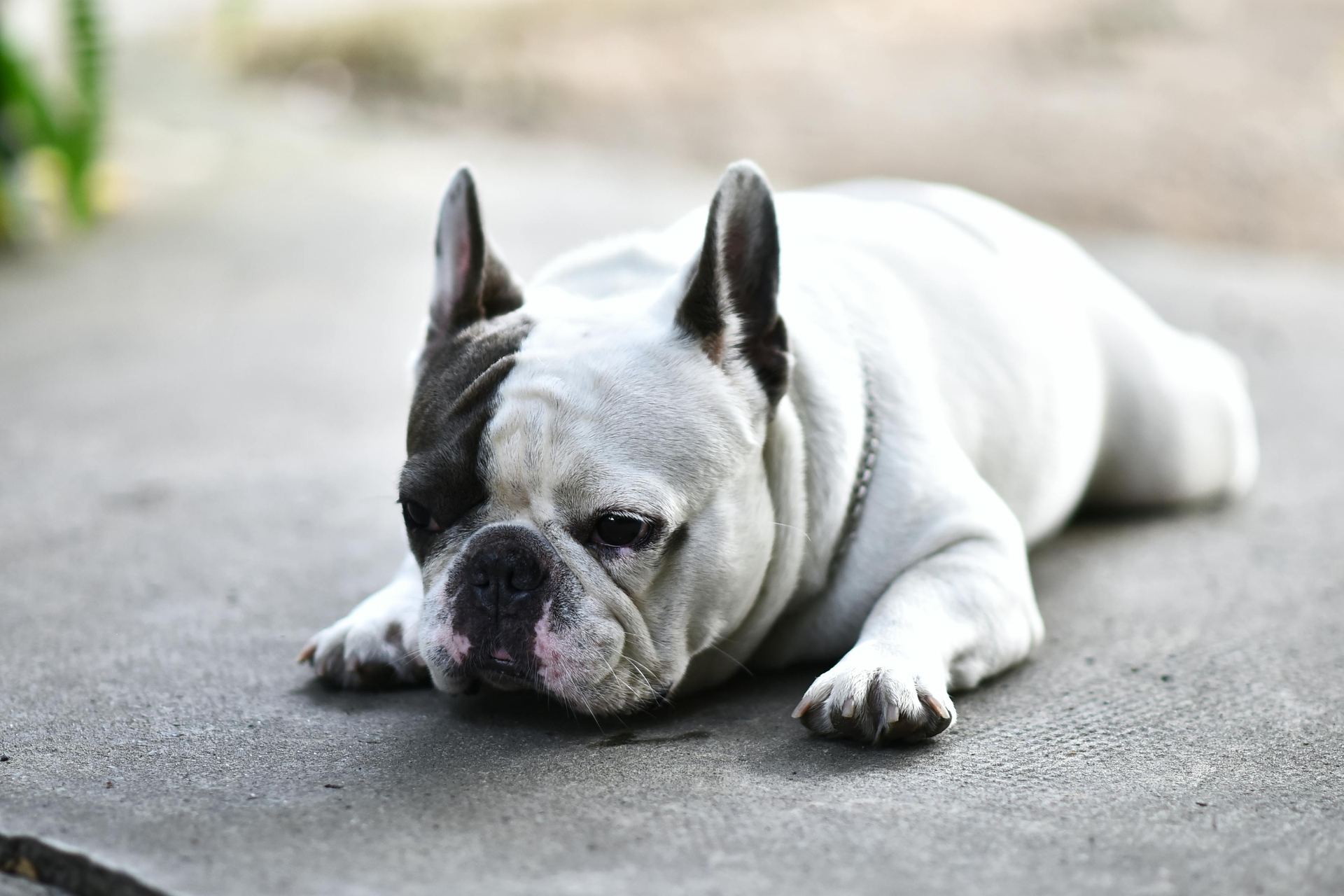 English Bull Dog Puppy available in Alluri Sitharama Raju