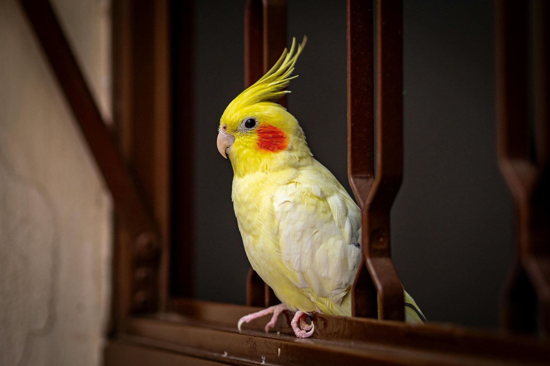 Cockateils in Chandigarh